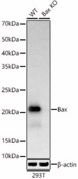 Invitrogen Bax Recombinant Rabbit Monoclonal Antibody (5O0G8) 100 &mu;L;