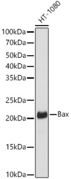 Invitrogen Bax Recombinant Rabbit Monoclonal Antibody (5O0G8) 100 &mu;L;