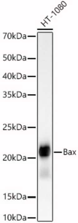 Invitrogen Bax Recombinant Rabbit Monoclonal Antibody (5O0G8) 100 &mu;L;