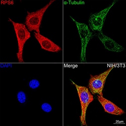 Invitrogen S6 Recombinant Rabbit Monoclonal Antibody (4C7P4) 100 &mu;L;