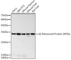 Invitrogen S6 Recombinant Rabbit Monoclonal Antibody (4C7P4) 100 &mu;L;