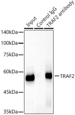 Invitrogen TRAF2 Recombinant Rabbit Monoclonal Antibody (3S2A8) 100 &mu;L;