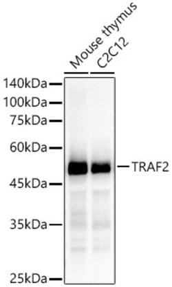 Invitrogen TRAF2 Recombinant Rabbit Monoclonal Antibody (3S2A8) 100 &mu;L;