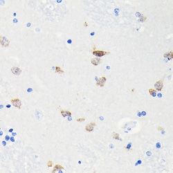 Invitrogen NeuN Recombinant Rabbit Monoclonal Antibody (2F9F0) 100 &mu;L;