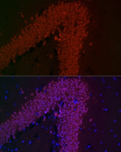 Invitrogen NeuN Recombinant Rabbit Monoclonal Antibody (2F9F0) 100 &mu;L;