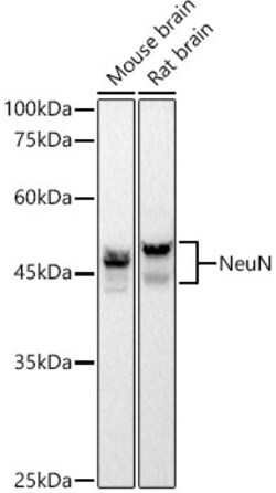 Invitrogen NeuN Recombinant Rabbit Monoclonal Antibody (2F9F0) 100 &mu;L;