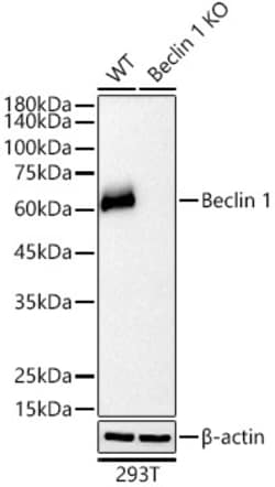 Invitrogen Beclin 1 Recombinant Rabbit Monoclonal Antibody (9D8K9) 100 &mu;L | Buy Online | Invitrogen&trade; | Fisher Scientific