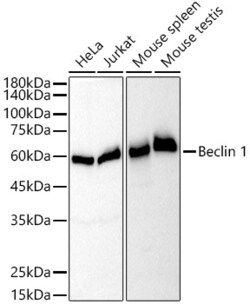 Invitrogen Beclin 1 Recombinant Rabbit Monoclonal Antibody (9D8K9) 100 &mu;L | Buy Online | Invitrogen&trade; | Fisher Scientific