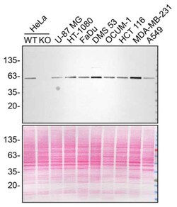 Invitrogen Beclin 1 Recombinant Rabbit Monoclonal Antibody (9D8K9) 100 &mu;L | Buy Online | Invitrogen&trade; | Fisher Scientific