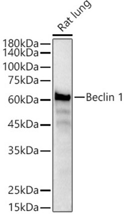 Invitrogen Beclin 1 Recombinant Rabbit Monoclonal Antibody (9D8K9) 100 &mu;L | Buy Online | Invitrogen&trade; | Fisher Scientific