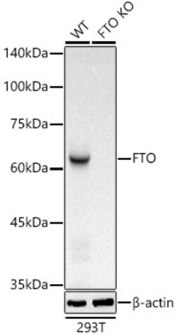 Invitrogen FTO Recombinant Rabbit Monoclonal Antibody (4A5T6) 100 &mu;L;