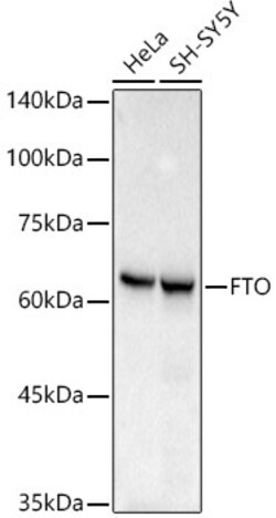 Invitrogen FTO Recombinant Rabbit Monoclonal Antibody (4A5T6) 100 &mu;L;
