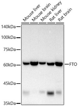 Invitrogen FTO Recombinant Rabbit Monoclonal Antibody (4A5T6) 100 &mu;L;