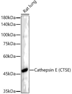 Invitrogen Cathepsin E Recombinant Rabbit Monoclonal Antibody (4N7F7) 100