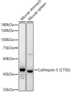 Invitrogen Cathepsin E Recombinant Rabbit Monoclonal Antibody (4N7F7) 100
