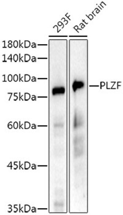Invitrogen PLZF Recombinant Rabbit Monoclonal Antibody (8F9X2) 100 &mu;L;