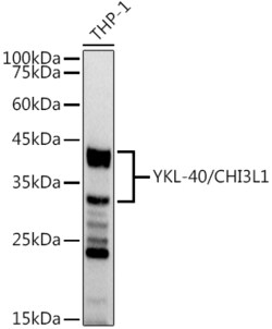 Invitrogen CHI3L1 Recombinant Rabbit Monoclonal Antibody (7T1R3) 100 &mu;L | Buy Online | Invitrogen&trade; | Fisher Scientific