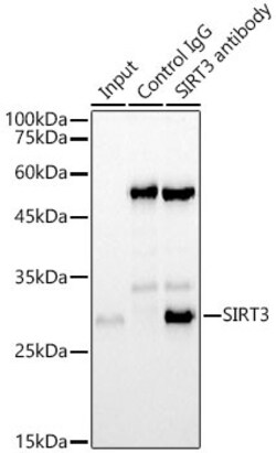 Invitrogen SIRT3 Recombinant Rabbit Monoclonal Antibody (7O4G7) 100 &mu;L;
