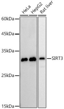 Invitrogen SIRT3 Recombinant Rabbit Monoclonal Antibody (7O4G7) 100 &mu;L;