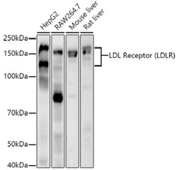 Invitrogen LDLR Recombinant Rabbit Monoclonal Antibody (10K4L8) 100 &mu;L;