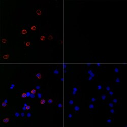 Invitrogen SARS-CoV-2 Spike Protein S1 Recombinant Rabbit Monoclonal Antibody