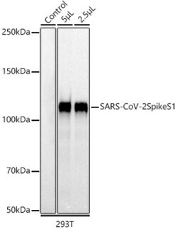 Invitrogen SARS-CoV-2 Spike Protein S1 Recombinant Rabbit Monoclonal Antibody