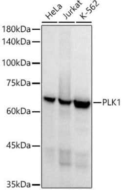 Invitrogen PLK1 Recombinant Rabbit Monoclonal Antibody (8R4D9) 100 &mu;L;