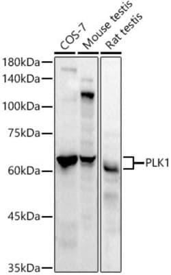 Invitrogen PLK1 Recombinant Rabbit Monoclonal Antibody (8R4D9) 100 &mu;L;