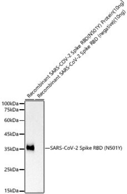 Invitrogen SARS-CoV-2 Spike (N501Y Mutant) Recombinant Rabbit Monoclonal