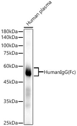 Invitrogen Human IgG (Fc) Recombinant Rabbit Monoclonal Antibody (4Z8R8)