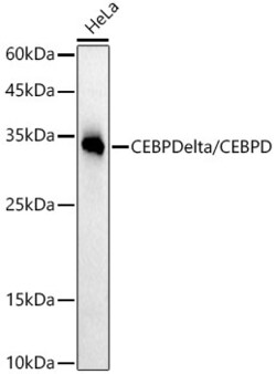 Invitrogen C/EBP delta Recombinant Rabbit Monoclonal Antibody (2O1A6) 100