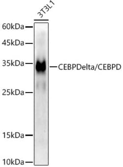 Invitrogen C/EBP delta Recombinant Rabbit Monoclonal Antibody (2O1A6) 100