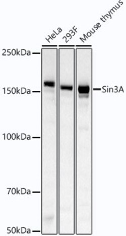 Invitrogen SIN3A Recombinant Rabbit Monoclonal Antibody (3W9A10) 100 &mu;L;