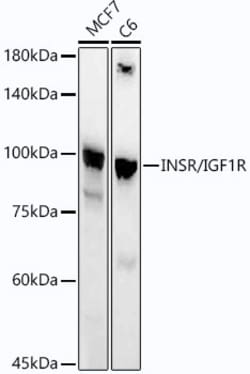 Invitrogen IR/IGF1R Recombinant Rabbit Monoclonal Antibody (6R4I1) 100