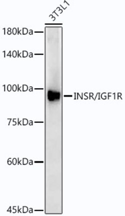 Invitrogen IR/IGF1R Recombinant Rabbit Monoclonal Antibody (6R4I1) 100
