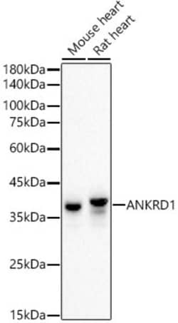 Invitrogen CARP Recombinant Rabbit Monoclonal Antibody (2H4T1) 100 &mu;L;