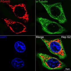 Invitrogen PGAM5 Recombinant Rabbit Monoclonal Antibody (7J3A5) 100 &mu;L;