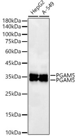 Invitrogen PGAM5 Recombinant Rabbit Monoclonal Antibody (7J3A5) 100 &mu;L;
