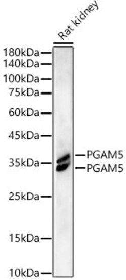 Invitrogen PGAM5 Recombinant Rabbit Monoclonal Antibody (7J3A5) 100 &mu;L;