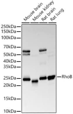 Invitrogen RhoB Recombinant Rabbit Monoclonal Antibody (3B10K10) 100 &mu;L;