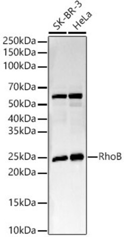 Invitrogen RhoB Recombinant Rabbit Monoclonal Antibody (3B10K10) 100 &mu;L;