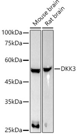 Invitrogen DKK3 Recombinant Rabbit Monoclonal Antibody (7O2I10) 100 &mu;L;