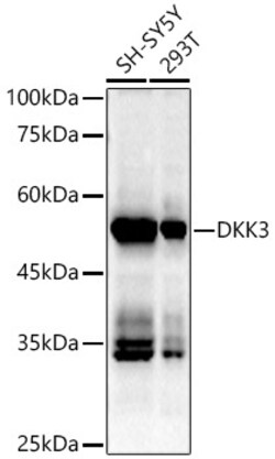 Invitrogen DKK3 Recombinant Rabbit Monoclonal Antibody (7O2I10) 100 &mu;L;