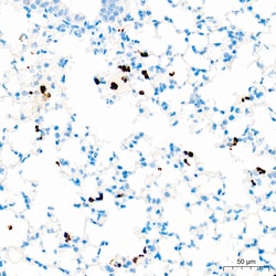 Invitrogen Ly-6G Recombinant Rabbit Monoclonal Antibody (6O10Y1) 100 &mu;L;