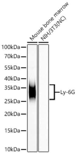 Invitrogen Ly-6G Recombinant Rabbit Monoclonal Antibody (6O10Y1) 100 &mu;L;