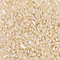 Invitrogen AMID Recombinant Rabbit Monoclonal Antibody (7X9B2) 100 &mu;L;