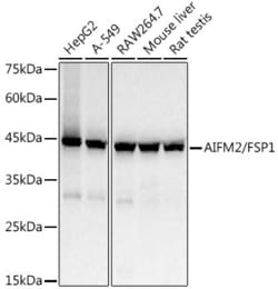 Invitrogen AMID Recombinant Rabbit Monoclonal Antibody (7X9B2) 100 &mu;L;