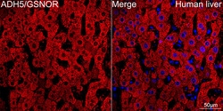 Invitrogen ADH5 Recombinant Rabbit Monoclonal Antibody (1N1G4) 100 &mu;L;