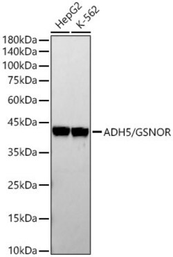 Invitrogen ADH5 Recombinant Rabbit Monoclonal Antibody (1N1G4) 100 &mu;L;