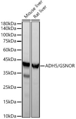Invitrogen ADH5 Recombinant Rabbit Monoclonal Antibody (1N1G4) 100 &mu;L;
